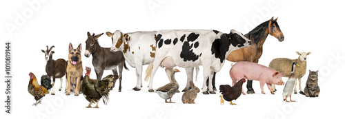 Tablou pe pânză Large group of many farm animals standing together