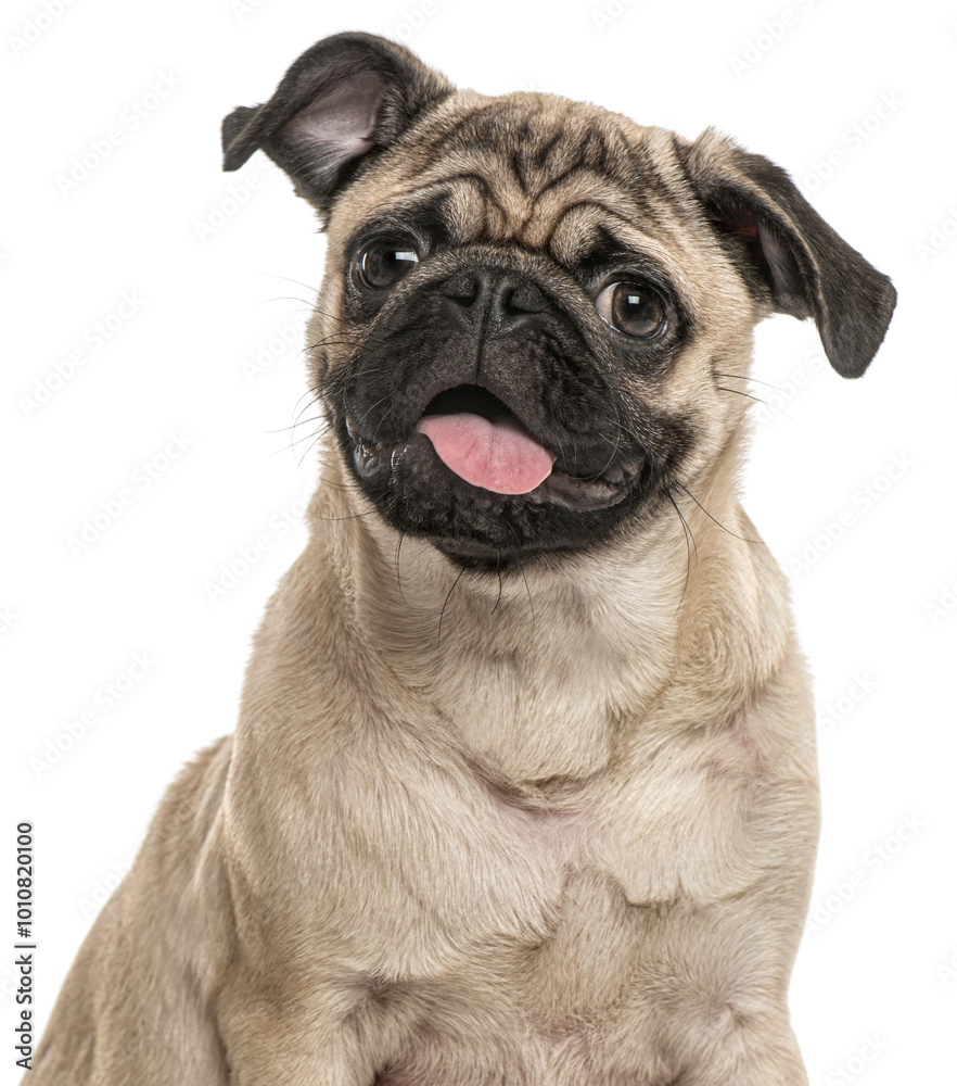 happy young pug dog panting mouth wide open, cut out, Remastered happy young pug dog panting mouth wide open, cut out, Remastered