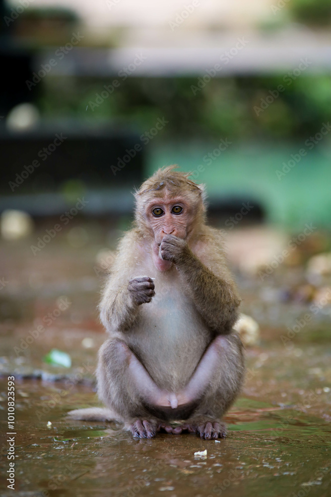 Fototapeta premium Monkey at Tham Phra Temple, Chiang Rai Thailand