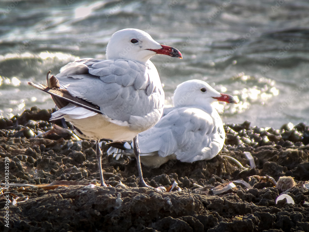 Fototapeta premium Seagulls
