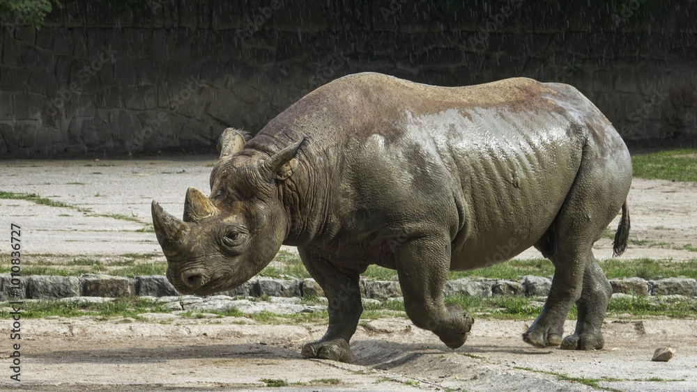 The black rhinoceros (Diceros bicornis sometimes also called the hook-lipped rhinoceros) is a species of rhinoceros, native to eastern Africa and southern Africa, The black rhinoceros (Diceros bicornis sometimes also called the hook-lipped rhinoceros) is a species of rhinoceros, native to eastern Africa and southern Africa,
