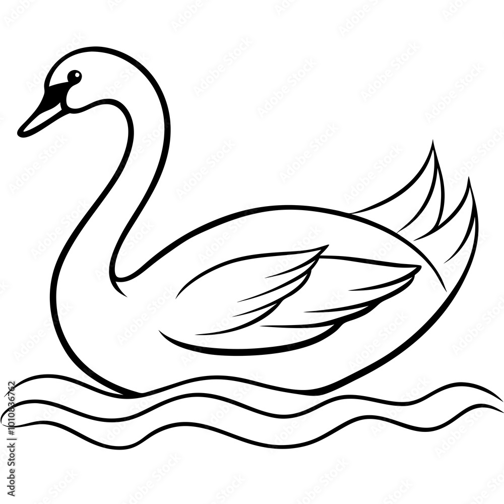 black and white swan black and white swan
