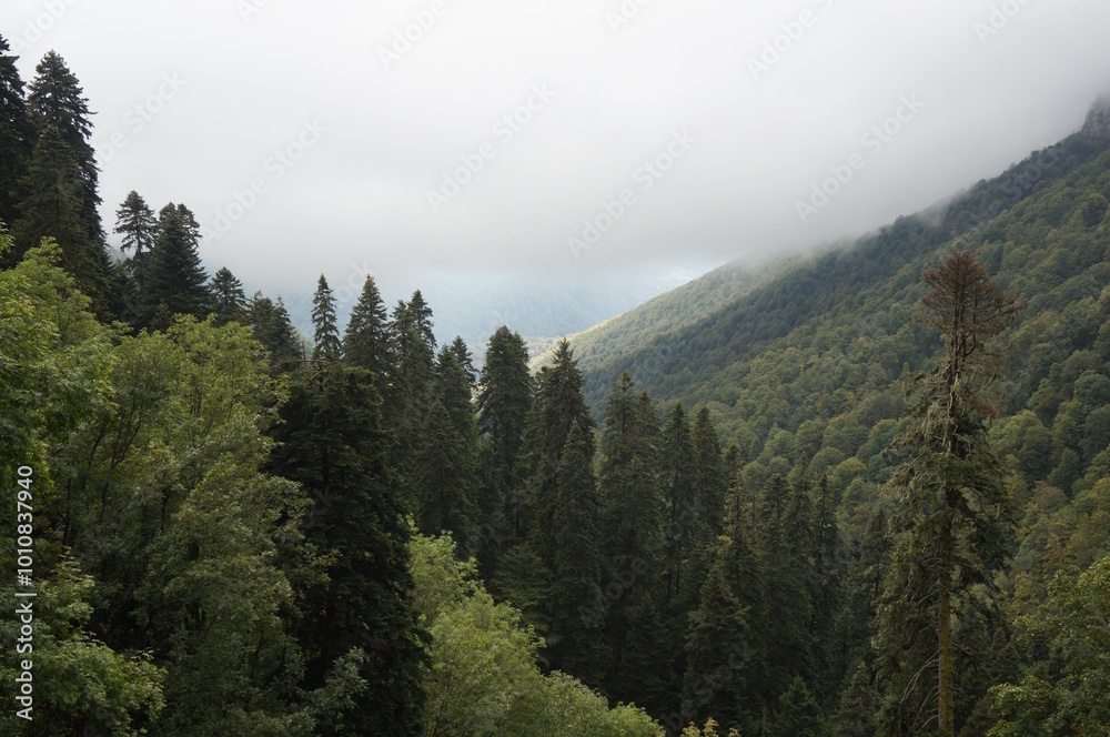 View of the forest in a fog in a mountainous area. Mendelikha Park. View of the forest in a fog in a mountainous area. Mendelikha Park.