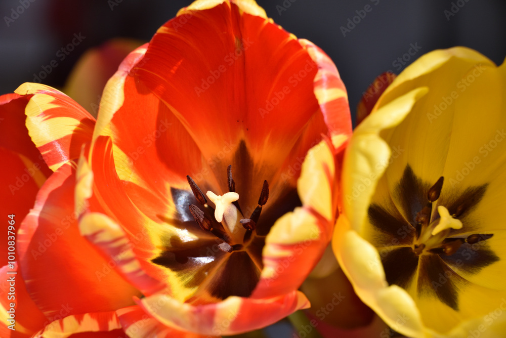 tulips interior view with stamens and pistil and base of petals tulips interior view with stamens and pistil and base of petals