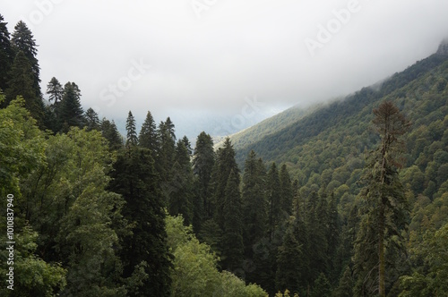 View of the forest in a fog in a mountainous area. Mendelikha Park.