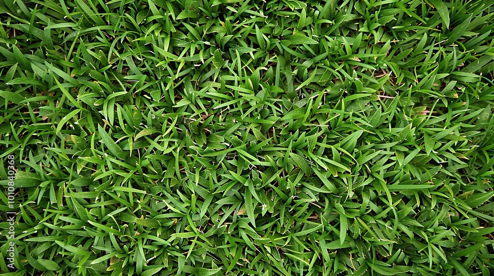 A neatly trimmed lawn with vibrant green grass, perfect for a summer background A neatly trimmed lawn with vibrant green grass, perfect for a summer background