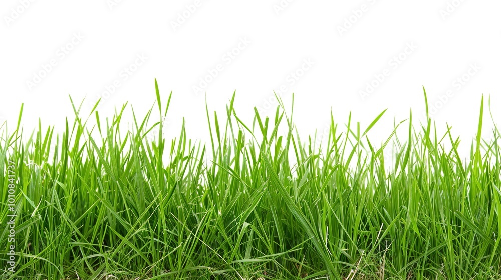 Fototapeta premium A neatly trimmed lawn with vibrant green grass, perfect for a summer background