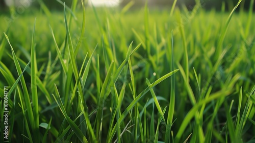 A neatly trimmed lawn with vibrant green grass, perfect for a summer background