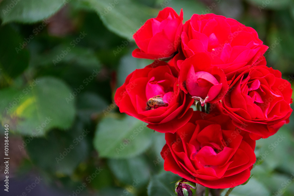 Beautiful red roses isolated on black background. Beautiful red roses isolated on black background.