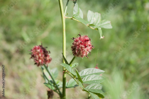 Glycyrrhiza uralensis (licorice)