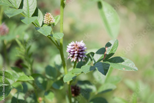 Glycyrrhiza uralensis (licorice) photo