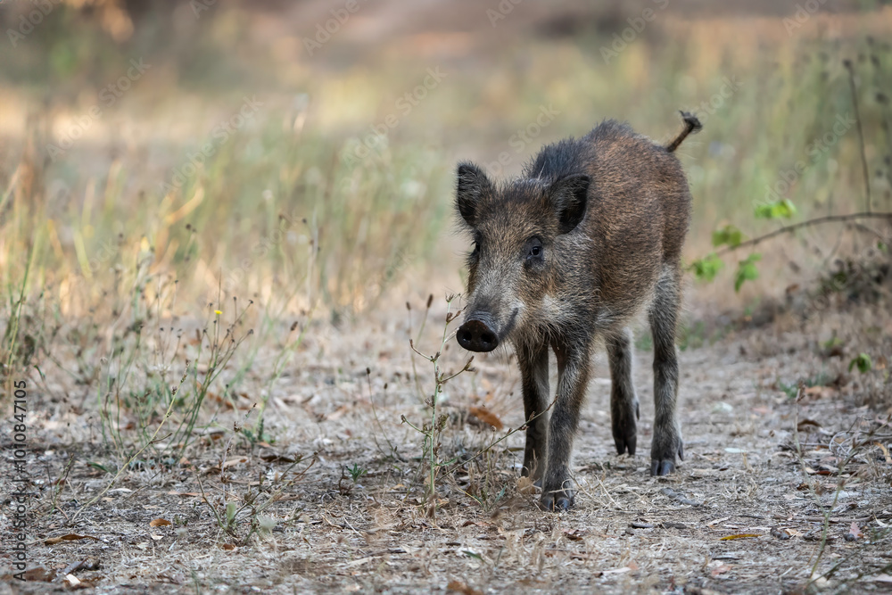 Young wild boar walking in a dry forest path during late summer. A juvenile wild boar forages in its natural habitat, surrounded by dry grass and scattered leaves. Young wild boar walking in a dry forest path during late summer. A juvenile wild boar forages in its natural habitat, surrounded by dry grass and scattered leaves.