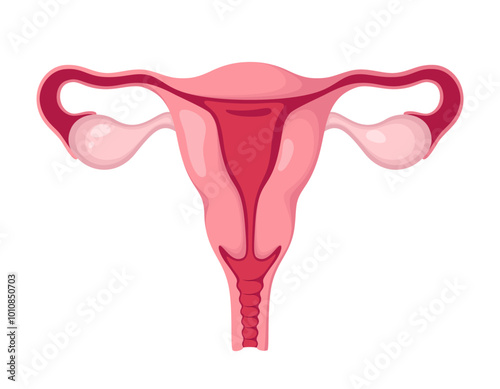 Uterus with ovaries on a white background. The female organ. Vector illustration.