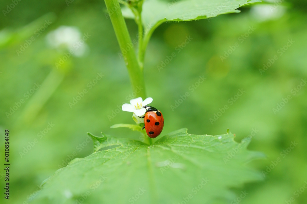 A beautiful little ladybug on a background of green grass. A beautiful little ladybug on a background of green grass.