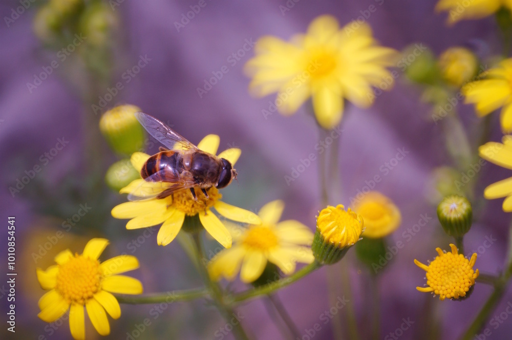 A bee collects pollen from yellow flowers. A bee collects pollen from yellow flowers.