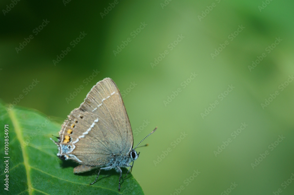 A beautiful little butterfly on a green leaf. A beautiful little butterfly on a green leaf.