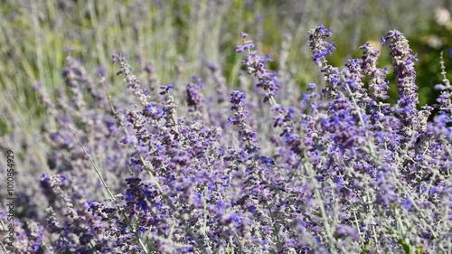 Beautiful purple flowers sway in the wind. Salvia subgenus Perovskia. photo