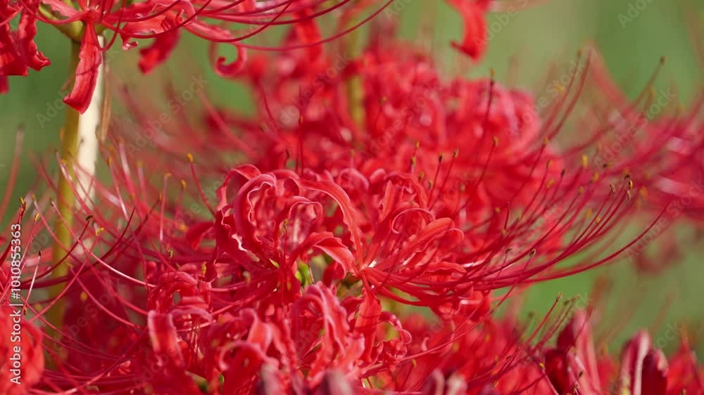 Red spider lily or cluster amaryllis flower blooming in autumn Red spider lily or cluster amaryllis flower blooming in autumn