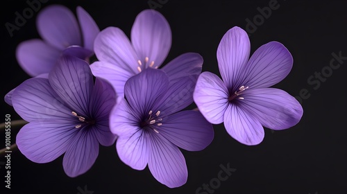 Beautiful purple flowers isolated on black background.