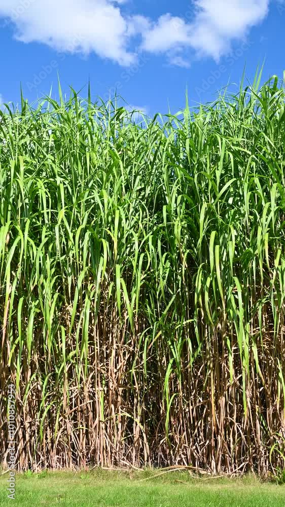 Tall green grass sways in the wind. Miscanthus, or silvergrass. Tall green grass sways in the wind. Miscanthus, or silvergrass.