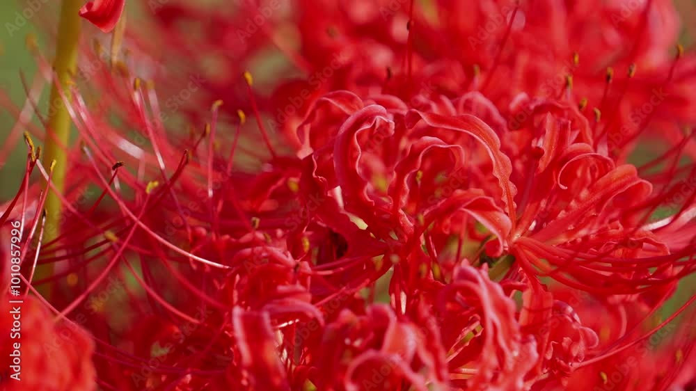 Red spider lily or cluster amaryllis flower blooming in autumn Red spider lily or cluster amaryllis flower blooming in autumn