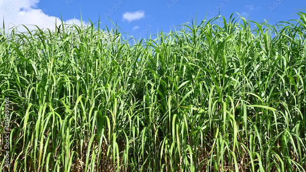 Tall green grass sways in the wind. Miscanthus, or silvergrass.