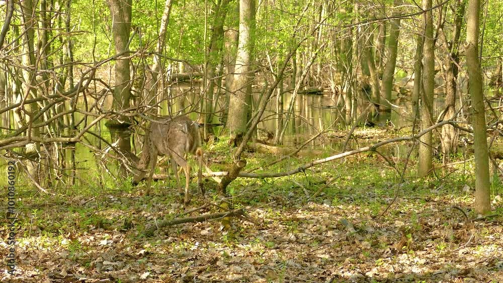 Forest with sunlight streaming through trees with cute deer, Ottawa, Ontario, Canada. Forest with sunlight streaming through trees with cute deer, Ottawa, Ontario, Canada.