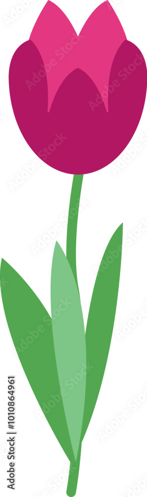 Single pink tulip on a thin green stem with two green leaves is isolated on a white background Single pink tulip on a thin green stem with two green leaves is isolated on a white background
