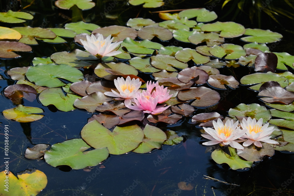 A serene pond filled with beautiful water lilies and colorful flowers A serene pond filled with beautiful water lilies and colorful flowers