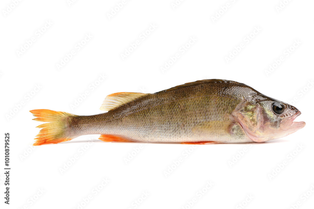 Freshwater fish isolated on white background. Known as common, redfin, largescale, Eurasian or European perch. Freshwater fish isolated on white background. Known as common, redfin, largescale, Eurasian or European perch.