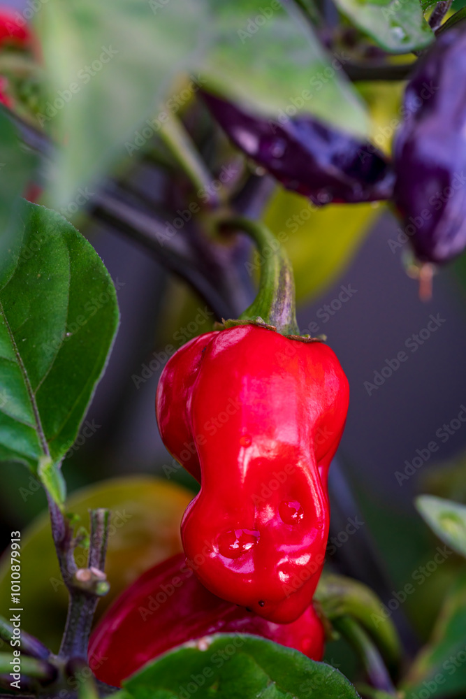 Φωτογραφία A view to my chili plants with colorful fruits close before autumn harvest perio