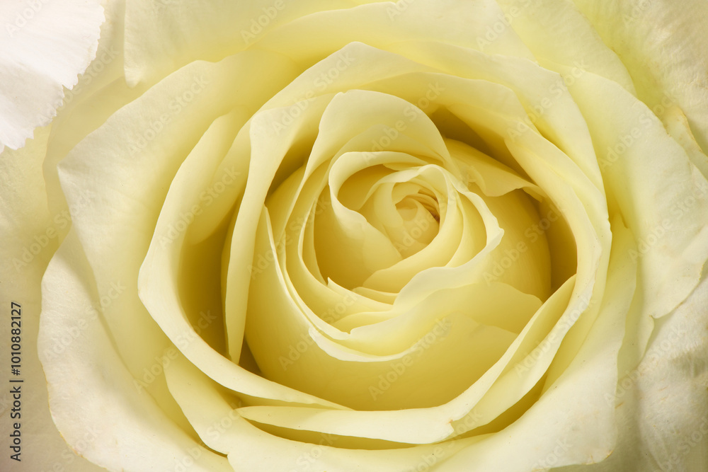 Yellow rose background image. Yellow rose background image.