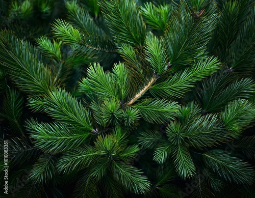 Dense green pine branches create a lush, vibrant texture, emphasizing the natural beauty of the needles in a close-up view