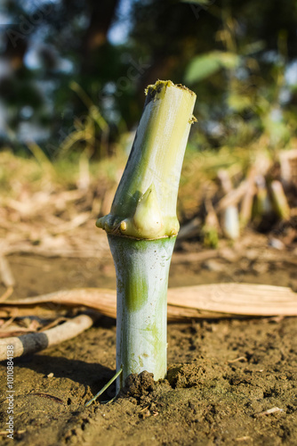 new sugarcane plant born, Sugar cane is a plant grown for sugar and MSG raw materials. This plant can only grow in tropical climates in soil with nature and texture blackground photo