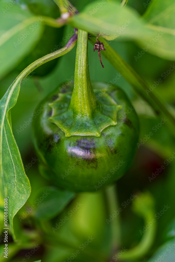 Φωτογραφία A view to my chili plants with colorful fruits close before autumn harvest perio