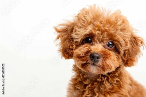 A delightful Maltipoo with fluffy brown fur and big, expressive eyes stands cheerfully against a pure white background, exuding playful joy and health.