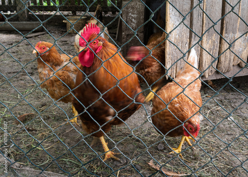Rooster with hens in hen coop