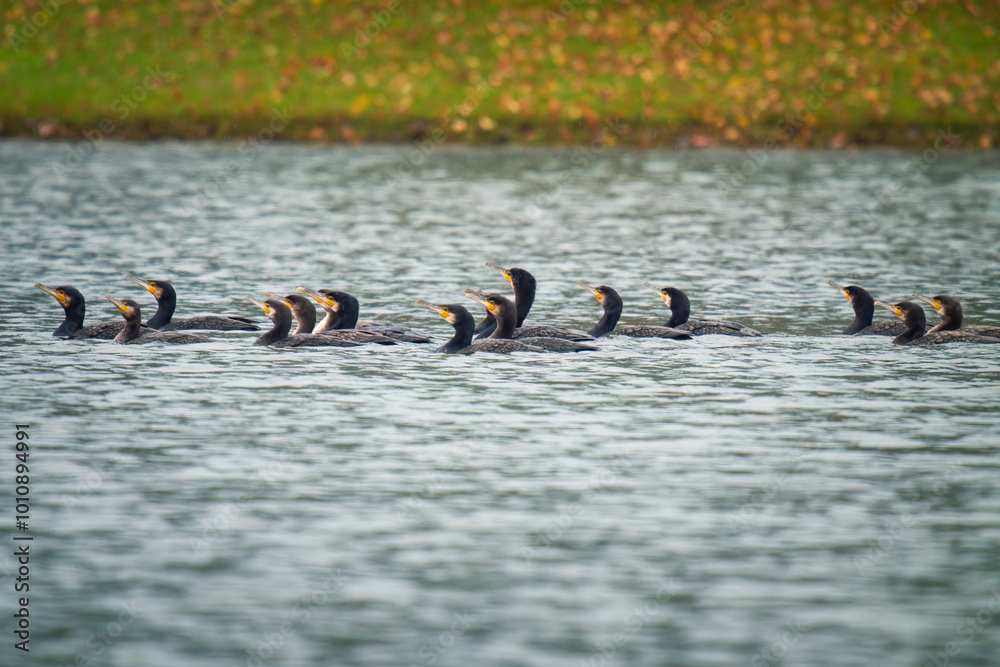 Φωτογραφία a group of great cormorant , phalacrocorax carbo, swimming in a pond at a rainy