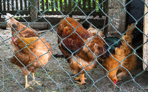 Rooster with hens fixing feathers in hen coop