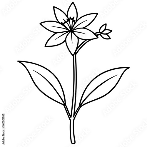 black and white flower