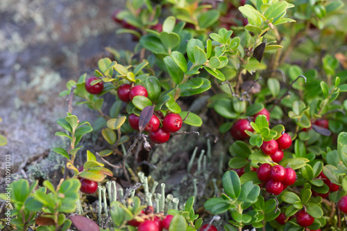 Foto Ripe lingonberries (Vaccínium vítis-idaéa) hang from branches in the wild forest