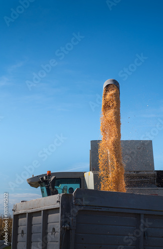 loading corn grain from the combine to the truck