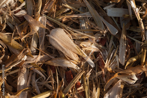 close-up of cobs and husks with dew drops after harvesting corn