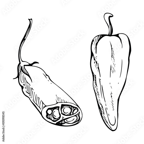 Mexican chili bell pepper, spicy vegetable jalapeno habanero salad ingredient. Hand drawn ink vector Isolated illustration. Design delivery restaurant cafe menu, snack bar, recipe book, farmers market
