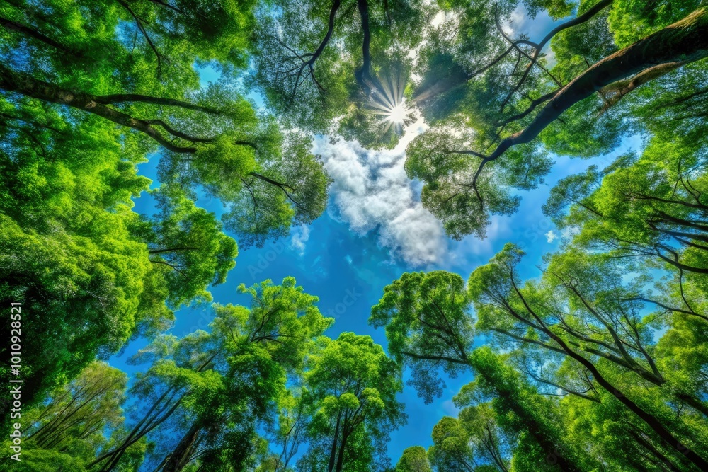 Φωτογραφία Experience the serene beauty of a leafy canopy with a brilliant blue sky overhead, ideal for relaxation and meditation in this captivating nature footage