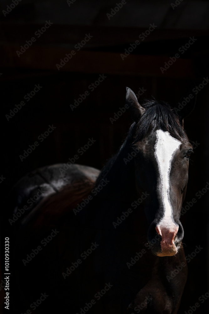 Fotografie black horse and black background