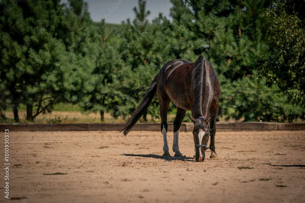Ταπετσαρία dark Czech Warmblood horse in the nature