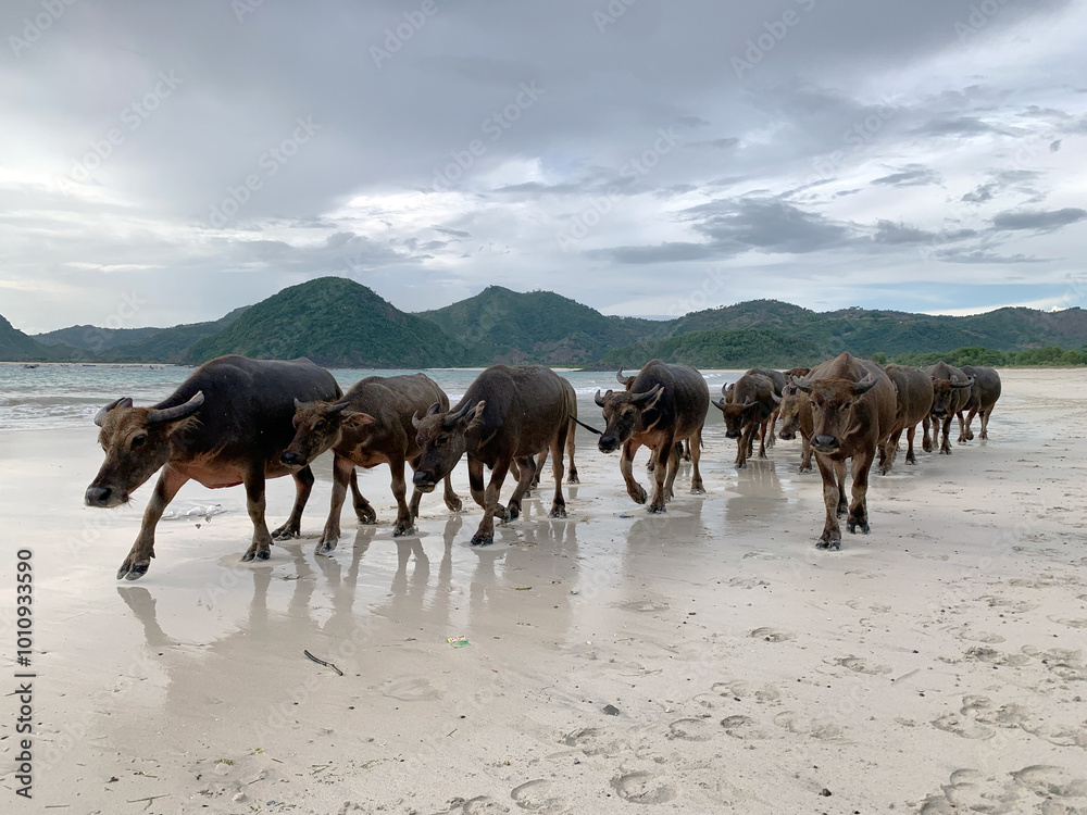 Φωτογραφία Buffalo walking on the beach; photo taken at Selong Belanak Beach