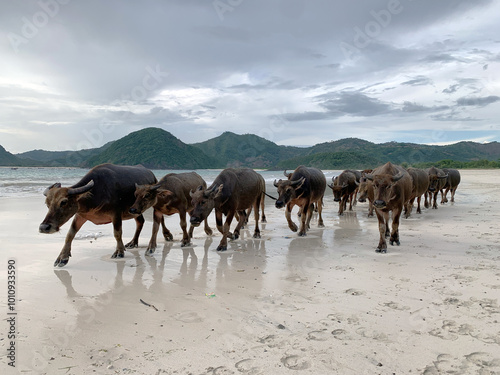 Buffalo walking on the beach; photo taken at Selong Belanak Beach. photo