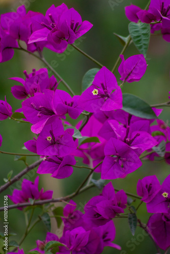 Picture of a beautiful flowers